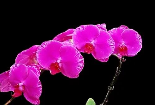 最漂亮的10种蝴蝶兰品种图片