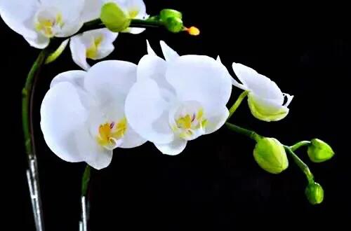 最漂亮的10种蝴蝶兰品种图片