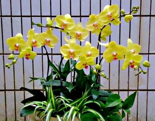 最漂亮的10种蝴蝶兰品种图片