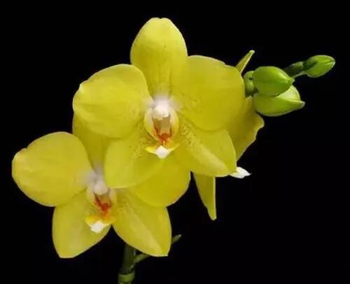 最漂亮的10种蝴蝶兰品种图片