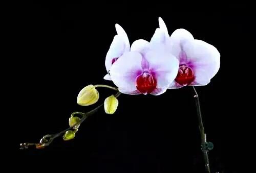 最漂亮的10种蝴蝶兰品种图片