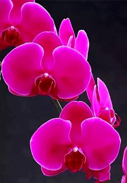 最漂亮的10种蝴蝶兰品种图片