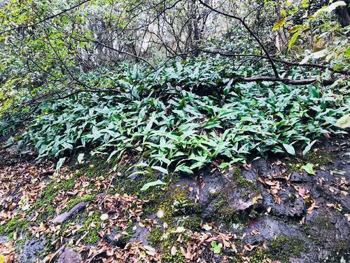 长在石头上的植物图片