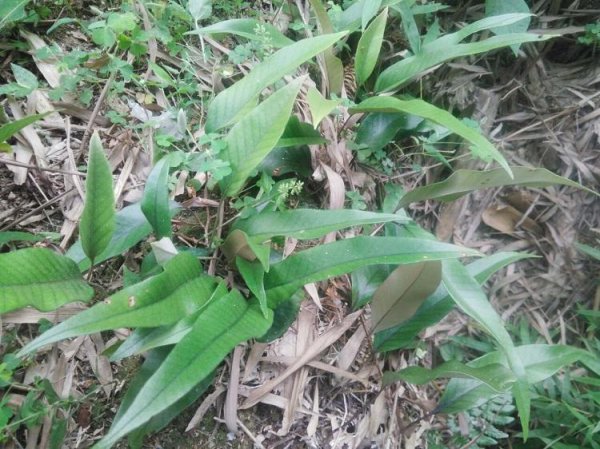 长在石头上的植物图片