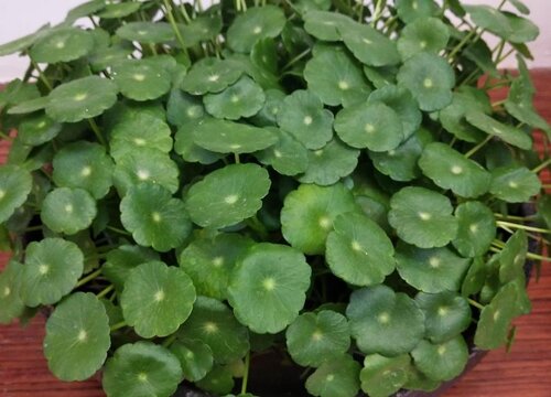 金钱草怎么种植方法