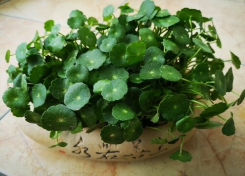 金钱草怎么种植方法