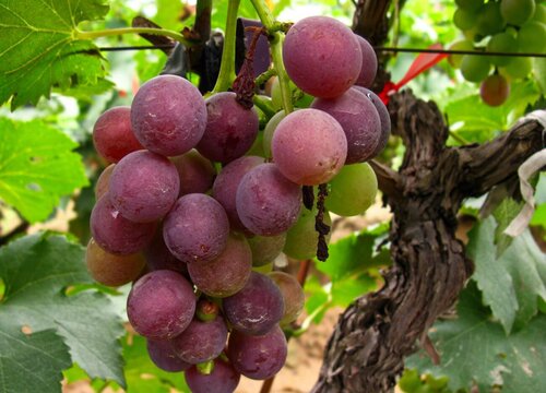 葡萄树喜水还是喜旱