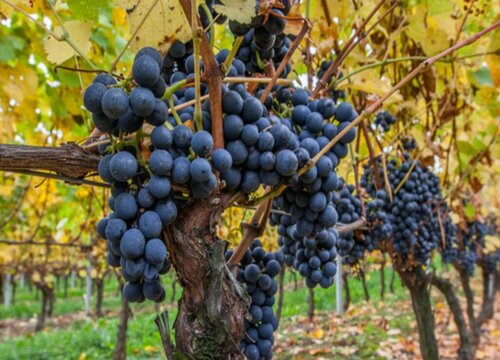 葡萄树喜水还是喜旱