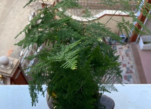 公司摆放什么植物最好