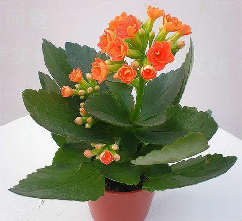 长寿花什么时候打顶最合适