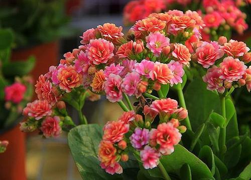 长寿花什么时候打顶最合适