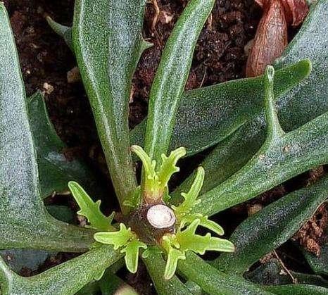 长寿花什么时候打顶最合适