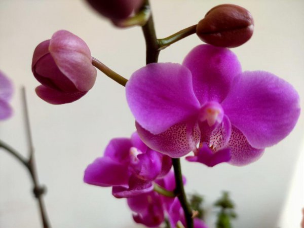 蝴蝶兰摆放禁忌