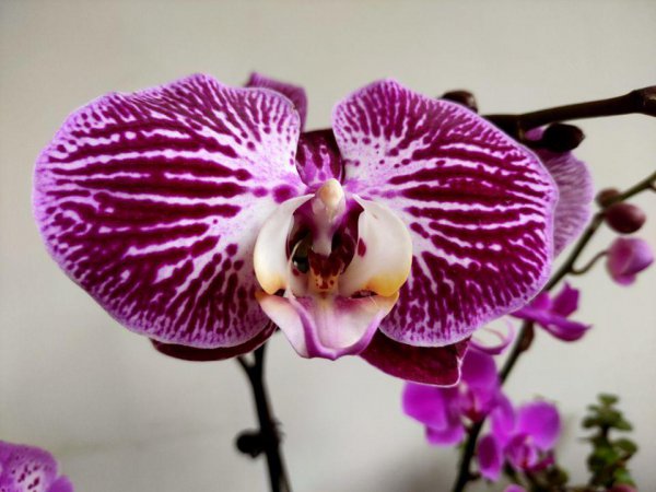 蝴蝶兰摆放禁忌