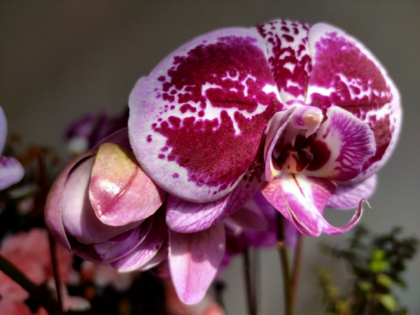 蝴蝶兰摆放禁忌