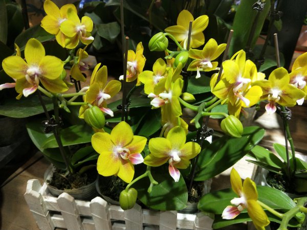 蝴蝶兰摆放禁忌