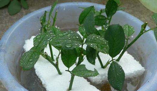 月季花扦插为什么不生根