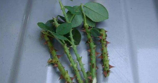 月季花扦插为什么不生根