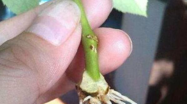 月季花扦插为什么不生根