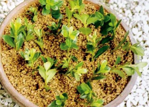 杜鹃成活率高的扦插方法