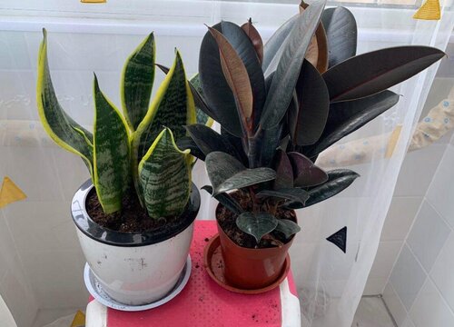 橡皮树促分枝都有哪些方法