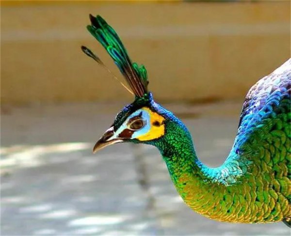 百鸟之王是什么动物