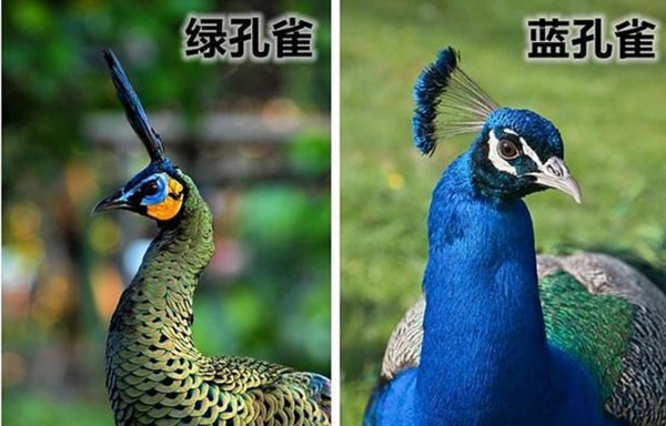 百鸟之王是什么动物