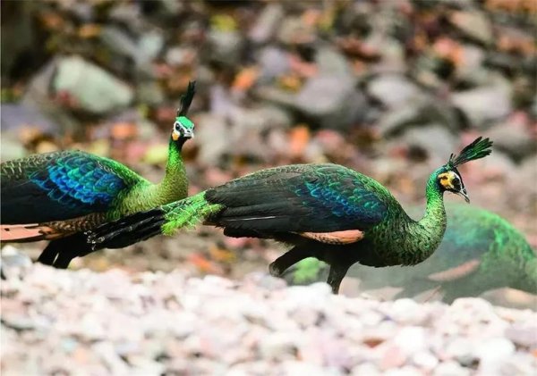 百鸟之王是什么动物