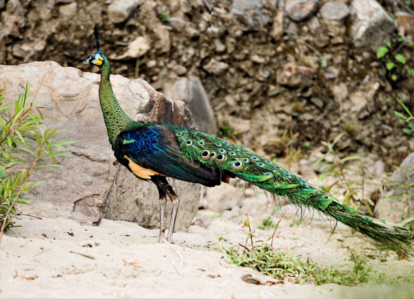 百鸟之王是什么动物