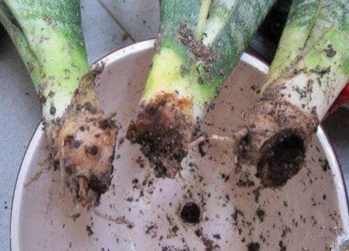 虎皮兰烂心了要拔掉吗