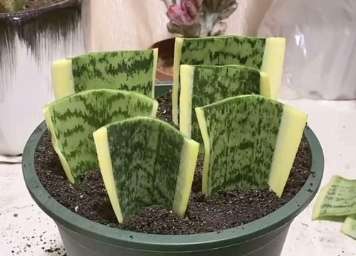 虎皮兰烂心了要拔掉吗