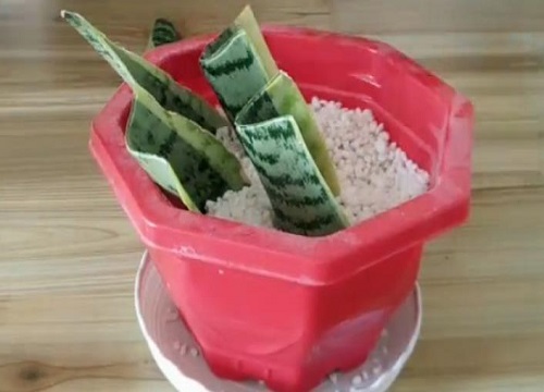 虎皮兰烂心了要拔掉吗