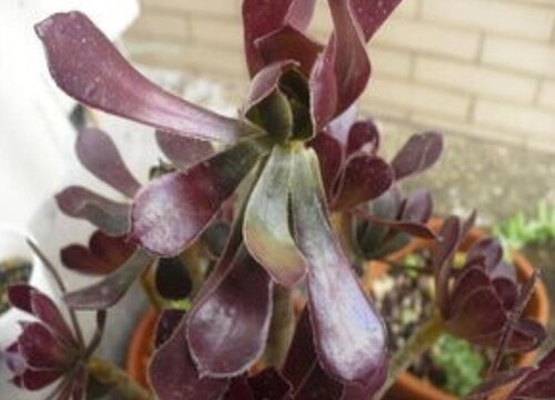 夏季养护黑法师不能做的三件事