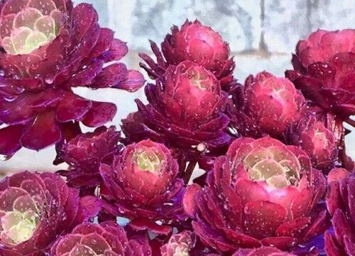 夏季养护黑法师不能做的三件事