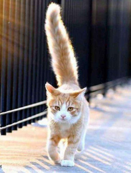 猫尾巴尖轻轻晃动代表什么意思