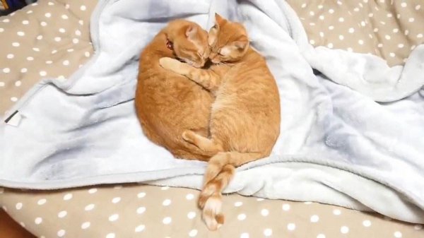 猫尾巴尖轻轻晃动代表什么意思