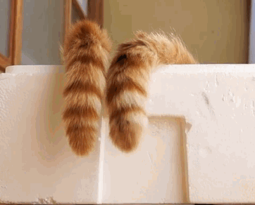 猫尾巴尖轻轻晃动代表什么意思