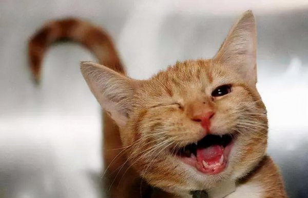 猫尾巴尖轻轻晃动代表什么意思