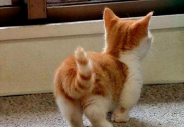 猫尾巴尖轻轻晃动代表什么意思