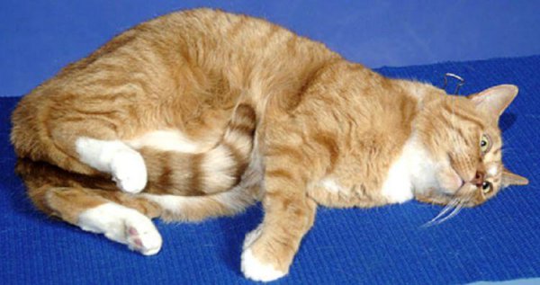 猫尾巴尖轻轻晃动代表什么意思