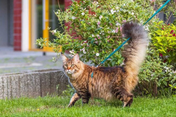 猫尾巴尖轻轻晃动代表什么意思