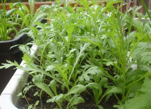 茼蒿菜种植时间和方法