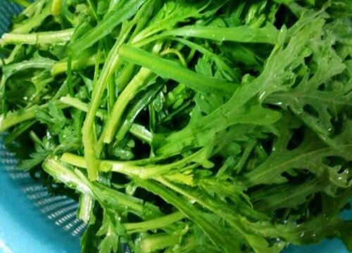 茼蒿菜种植时间和方法