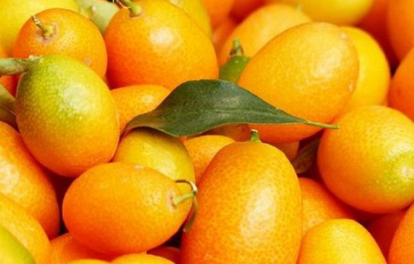 金桔盆栽秋天可以施肥吗