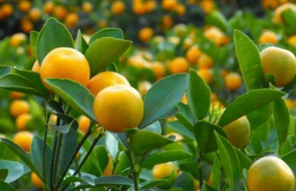 金桔盆栽秋天可以施肥吗