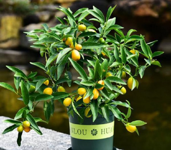 金桔盆栽秋天可以施肥吗