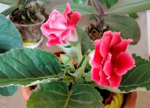 大岩桐怎么修剪枝叶才能四季开花