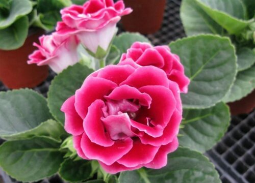 大岩桐怎么修剪枝叶才能四季开花