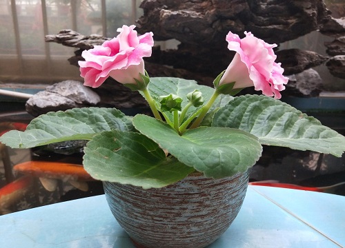 大岩桐怎么修剪枝叶才能四季开花