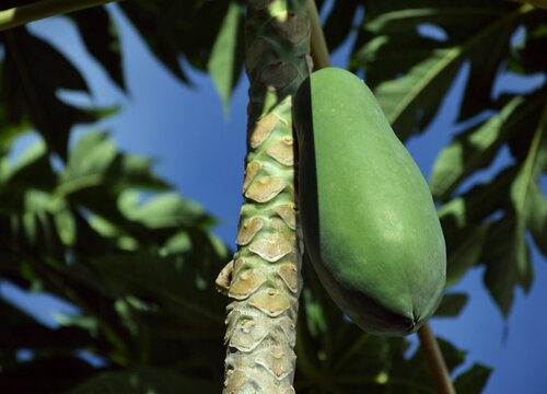 木瓜种植时间和方法